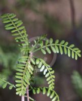 Bursera microphylla