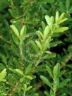 Buxus harlandii