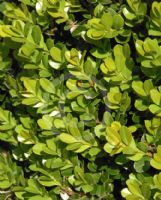 Buxus microphylla