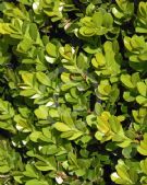 Buxus microphylla