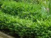 Buxus sempervirens Suffruticosa