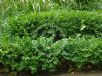 Buxus sempervirens Suffruticosa