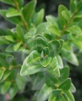 Buxus sempervirens