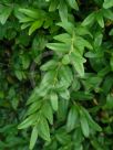 Buxus sempervirens