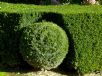 Buxus sempervirens