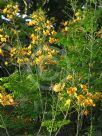 Caesalpinia pulcherrima