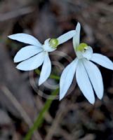 Caladenia catenata