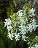 Calanthe triplicata