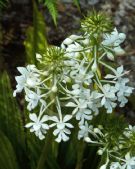 Calanthe triplicata