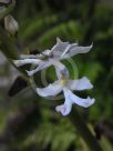 Calanthe triplicata