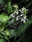 Calanthe triplicata