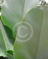 Calathea lutea