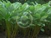 Calathea lutea