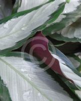 Calathea picturata Argentea