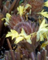 Calathea rufibarba