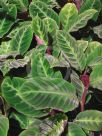 Calathea warscewiczii