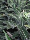 Calathea zebrina