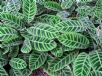 Calathea zebrina