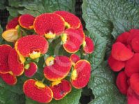 Calceolaria herbeohybrida