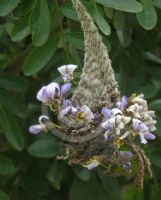 Sophora secundiflora