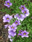 Calibrachoa hybrida