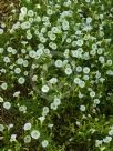 Calibrachoa hybrida