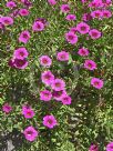 Calibrachoa hybrida