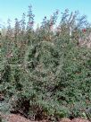 Calliandra californica