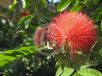 Calliandra haematocephala