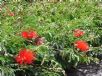 Calliandra tweedii Red Flash