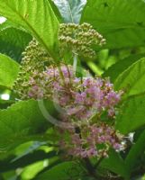 Callicarpa giraldii