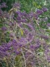 Callicarpa formosana