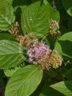 Callicarpa rubella