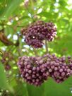 Callicarpa rubella