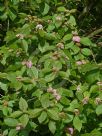 Callicarpa rubella