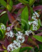 Callisia fragrans