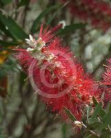 Callistemon citrinus