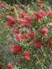 Callistemon citrinus