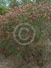 Callistemon citrinus