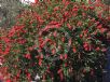 Callistemon citrinus Splendens