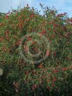 Callistemon citrinus Splendens