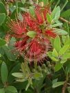 Callistemon comboynensis