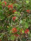 Callistemon comboynensis