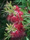 Callistemon montanus