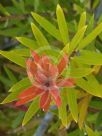 Callistemon montanus