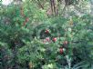 Callistemon montanus