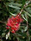 Callistemon pachyphyllus