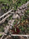 Callistemon pachyphyllus