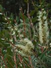 Callistemon pallidus