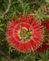 Callistemon pearsonii